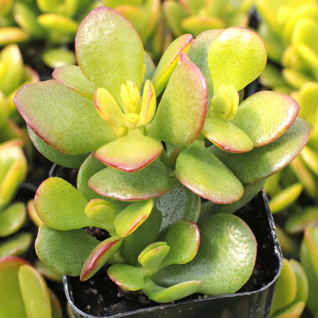 Crassula ovata
